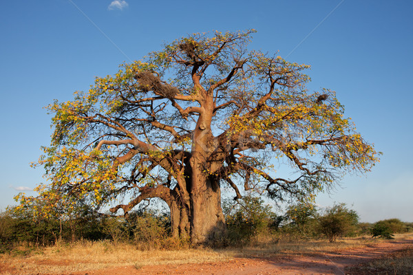 африканских дерево южный Африка небе природы Сток-фото © EcoPic