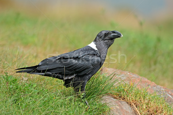 White-necked raven Stock photo © EcoPic