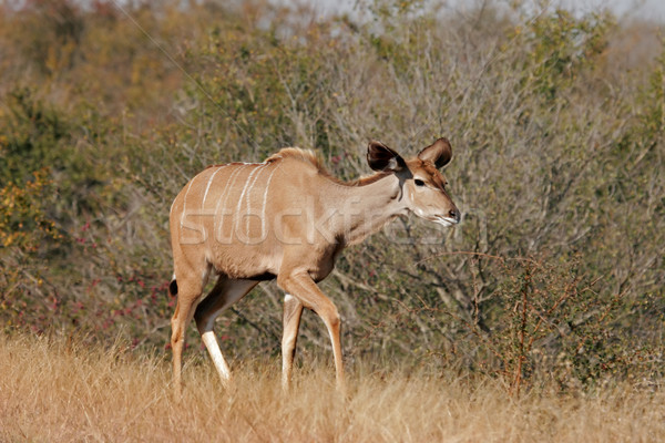 Kudu antelope Stock photo © EcoPic