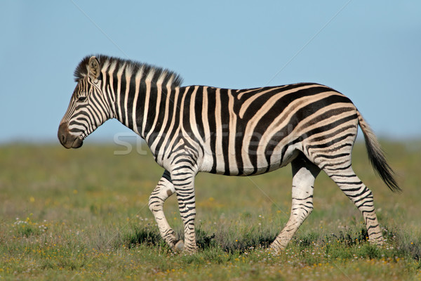 Ebenen Zebra Zebras Süden Gras Tier Stock foto © EcoPic