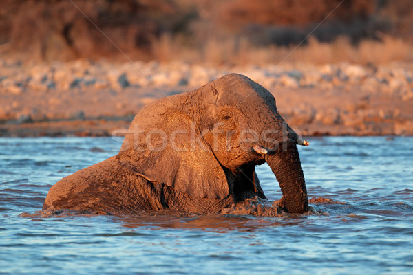 Elephant in water Stock photo © EcoPic