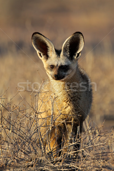 Stok fotoğraf: Tilki · uyarmak · çöl · Güney · Afrika · hayvan · kulak