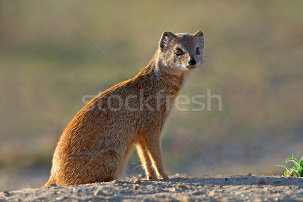 Yellow mongoose Stock photo © EcoPic