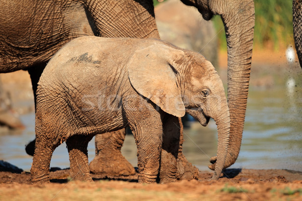 Stock photo: Baby African elephant