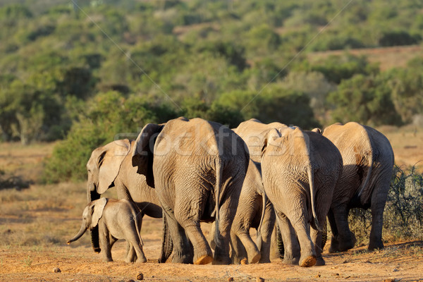 African elephant herd Stock photo © EcoPic
