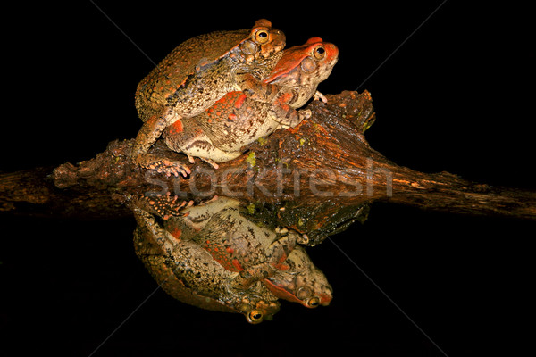 Mating red toads Stock photo © EcoPic