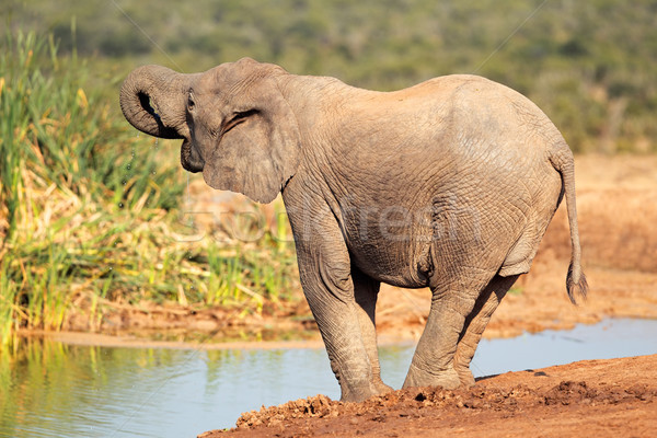 Elephant at waterhole Stock photo © EcoPic