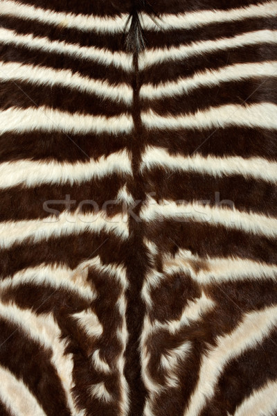  Zebra skin Stock photo © EcoPic