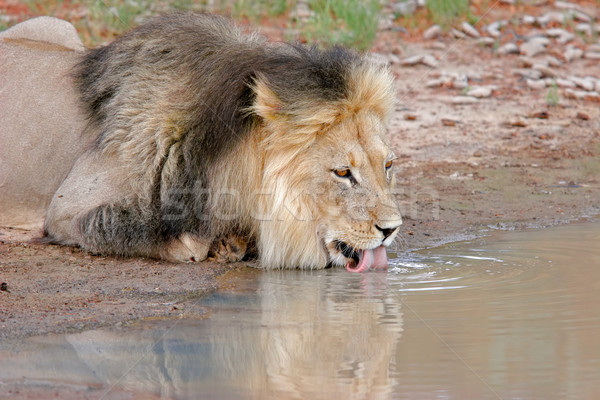 Afrikaanse leeuw drinken groot mannelijke drinkwater Stockfoto © EcoPic