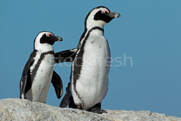 African penguins  Stock photo © EcoPic