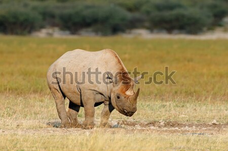 Schwarz Nashorn Südafrika Natur Tier african Stock foto © EcoPic