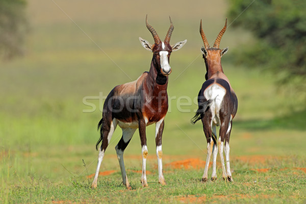 Stock photo: Bontebok antelopes