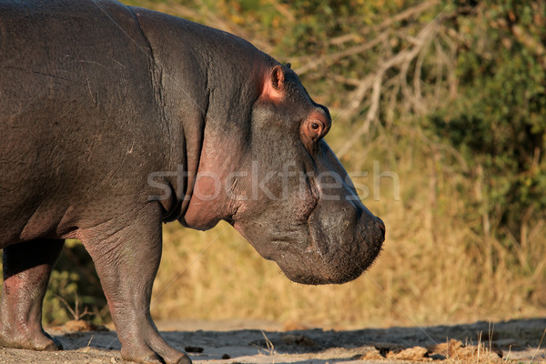 Hippopotamus Stock photo © EcoPic