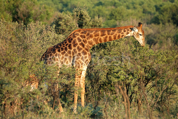 Feeding giraffe Stock photo © EcoPic