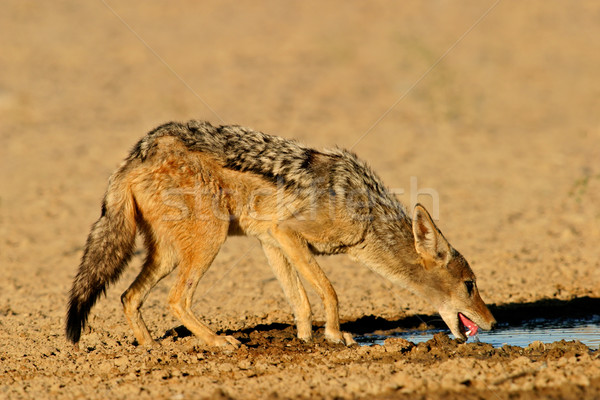 Ivóvíz sivatag Dél-Afrika természet ital iszik Stock fotó © EcoPic