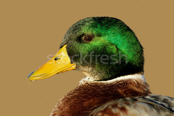 Male Mallard duck Stock photo © EcoPic
