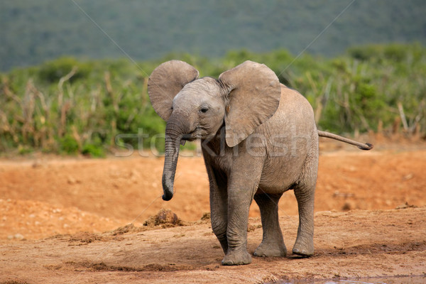 Young African elephant Stock photo © EcoPic