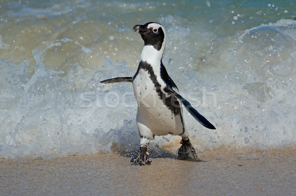 African penguin running Stock photo © EcoPic