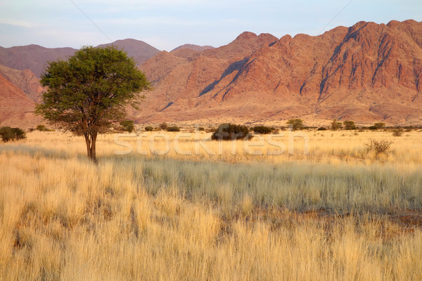 Desert landscape Stock photo © EcoPic