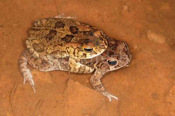 Foto stock: Agua · Sudáfrica · naturaleza · noche · rana · animales