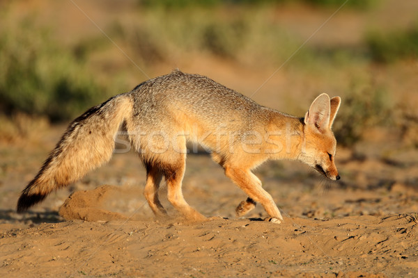Cape fox Stock photo © EcoPic