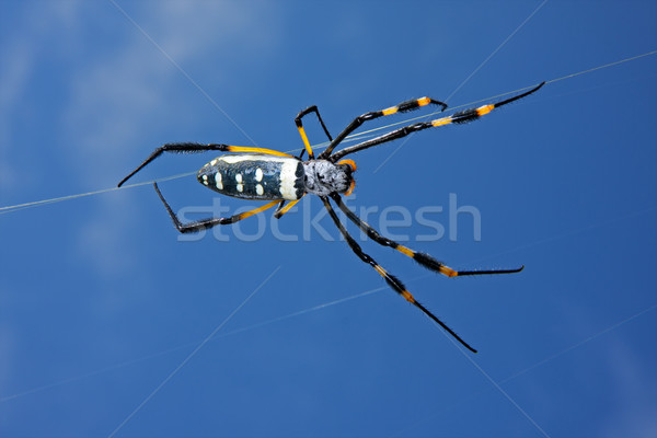 Złoty kula internetowych pająk Błękitne niebo Południowej Afryki Zdjęcia stock © EcoPic