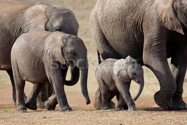 Stock photo: African elephant herd