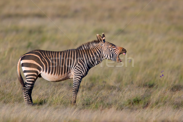 Dağ zebra park Güney Afrika çim Stok fotoğraf © EcoPic