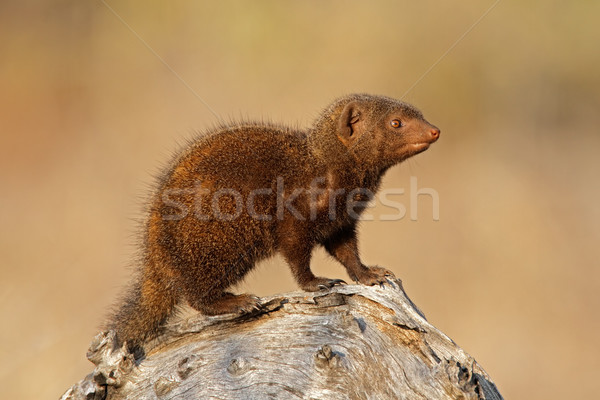 Dwarf mongoose Stock photo © EcoPic