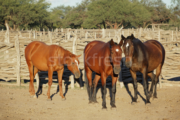 Horses in a paddock Stock photo © EcoPic