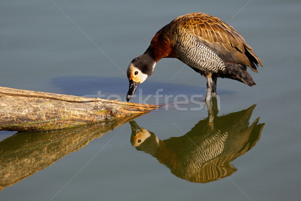 White-faced duck Stock photo © EcoPic