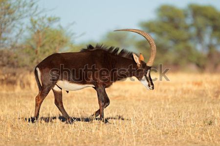 Sable antelope Stock photo © EcoPic