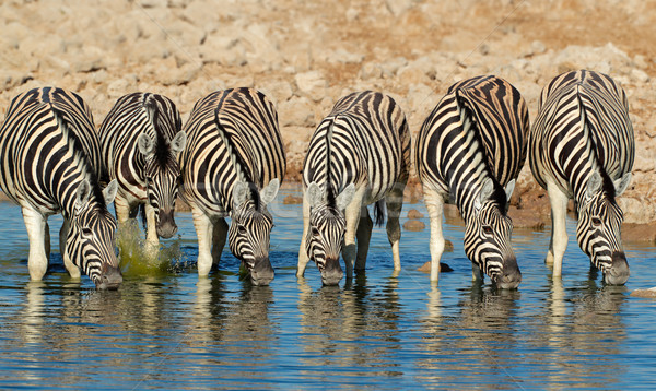 Foto d'archivio: Zebre · acqua · potabile · parco · Namibia · acqua