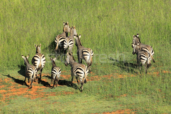 Hartmanns Mountain Zebras Stock photo © EcoPic