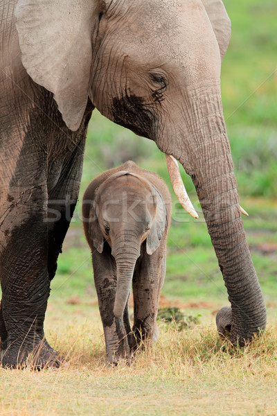 African elephant with calf Stock photo © EcoPic