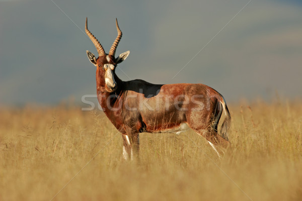 Stock photo: Blesbok antelope