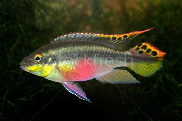 Kribensis (Purple Cichlid) Stock photo © EcoPic