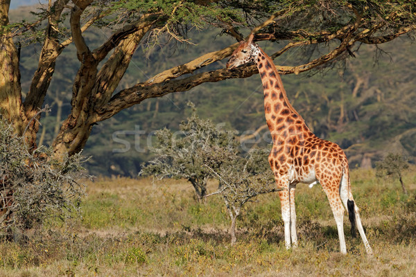 Girafă rar lac parc Kenia Africa Imagine de stoc © EcoPic