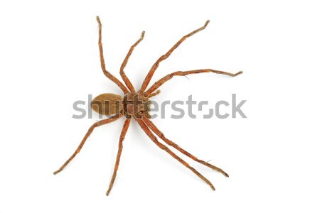дождь Spider волосатый африканских тело фон Сток-фото © EcoPic
