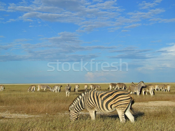 Zebra herd Stock photo © EcoPic