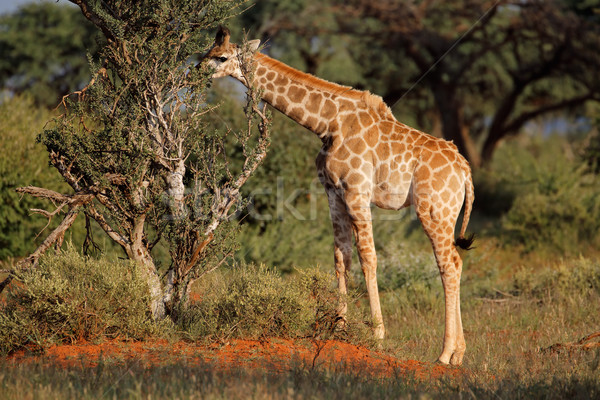 年輕 長頸鹿 樹 南非 性質 商業照片 © EcoPic
