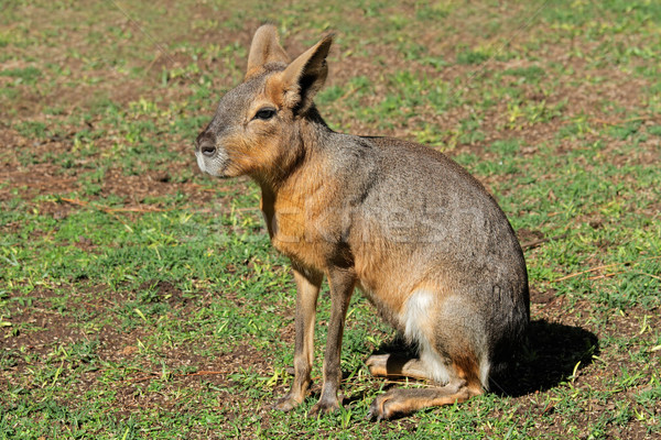 Patagonian mara Stock photo © EcoPic