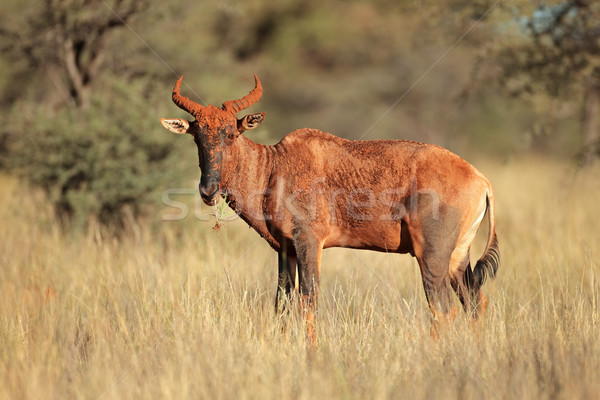 Selten Südafrika Gras Natur Tier african Stock foto © EcoPic
