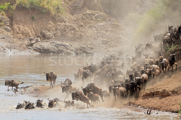 Stock photo: Wildebeest migration