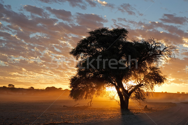 Foto stock: África · puesta · de · sol · árbol · polvo · desierto · Sudáfrica