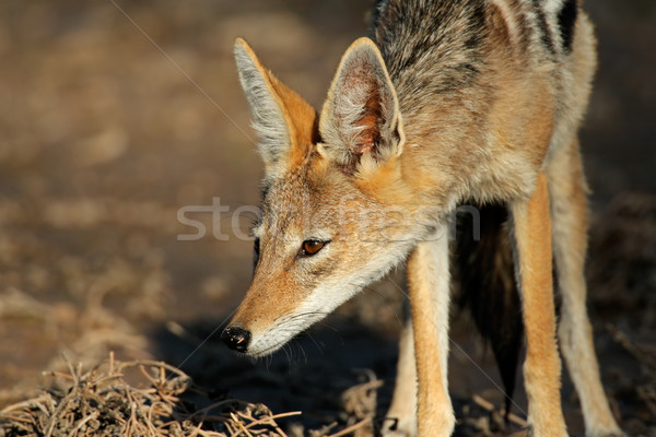 Sivatag Dél-Afrika szemek Afrika állat szőr Stock fotó © EcoPic