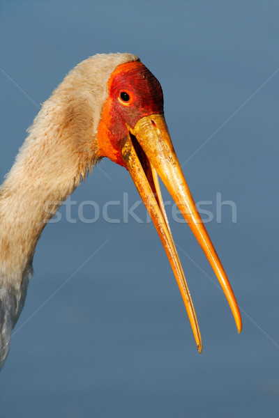 Yellow-billed stork Stock photo © EcoPic