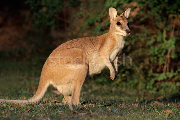 Agile Wallaby Stock photo © EcoPic