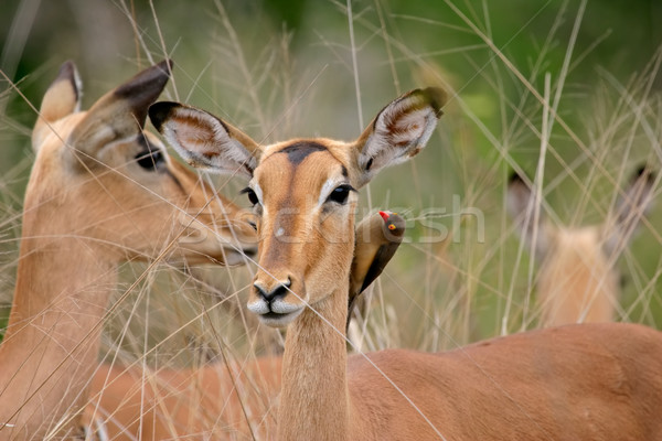Impala portrait Stock photo © EcoPic
