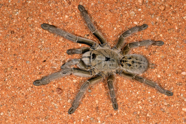 Horned baboon spider Stock photo © EcoPic